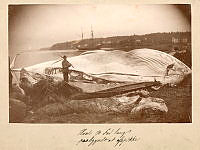 VFTS.00584.tif