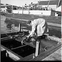 USB-0754-Levende  fisk til Sandefjord 1955.tif