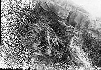 Osebergskipet. Foto O. Væring - 02.tif