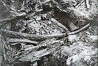 Osebergskipet. Foto O. Væring - 03.tif