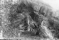 Osebergskipet. Foto O. Væring - 02.tif