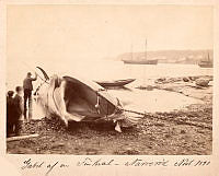 VF.04878.tif