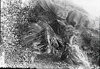 Osebergskipet. Foto O. Væring - 02.tif